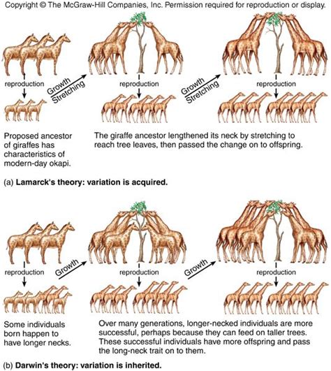 Lamarck vs Darwin's theories of evolution - simplified | Darwin's ...