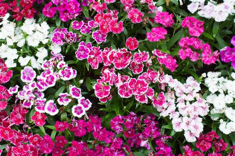 Dianthus: Perennial Or Annual? - A-Z Animals