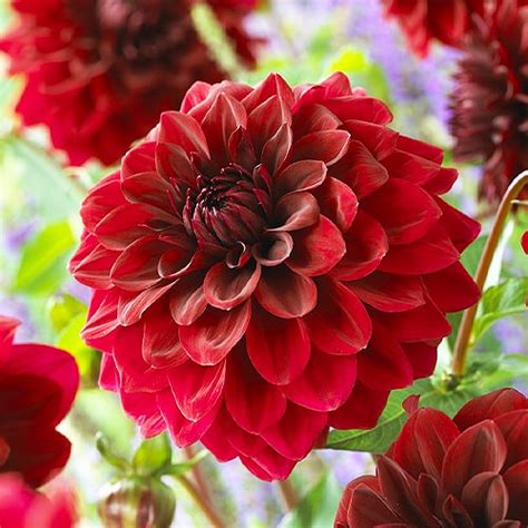 Red Dahlias (Bulbs, Seeds) for sale online directly from The Netherlands