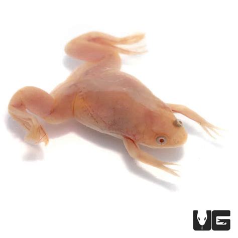 Albino African Clawed Frog - Live White Albino African Clawed Water Frogs Xenopus Laevis ...