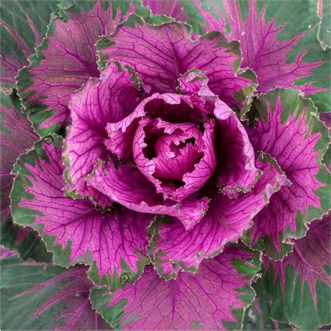 Buy Kale seeds Online | Happy Valley Seeds