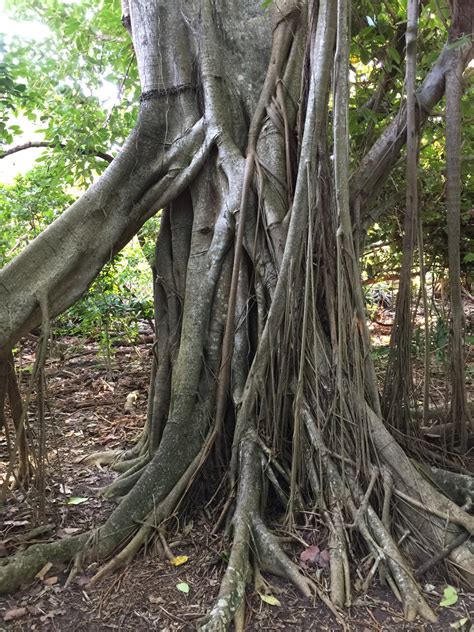 Ficus aurea (Moraceae) image 125211 at PhytoImages.siu.edu