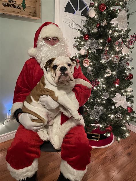 Santa Paws 🐾 : r/Bulldogs