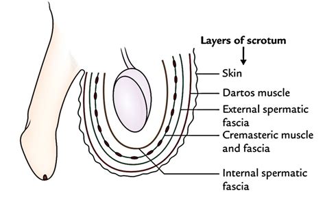 Easy Notes On 【Scrotum】Learn in Just 4 Minutes!