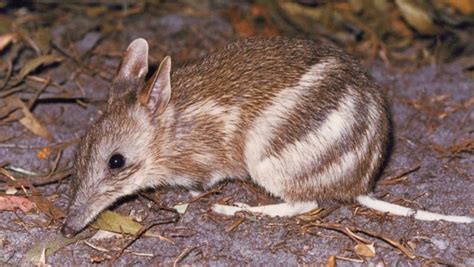 Eastern-Barred-Bandicoot | Bridport Walking Track