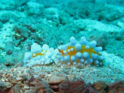 Phyllidia Ocellata - Koh Chang Nature | Koh Chang Nature