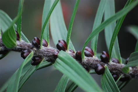 Tiger lily 2 of 2 This is a lily that can be grown from the bulbils it produces on almost each ...