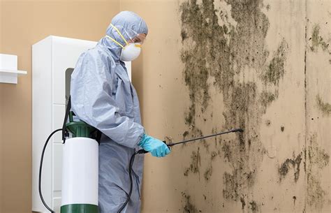 Mold Damage Repair and Remediation Services | Kustom US