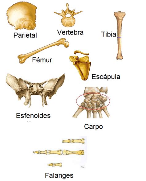 Huesos Cortos Ejemplos