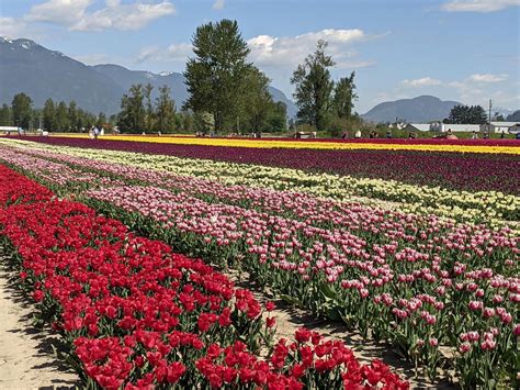 Canada's 2nd Largest Tulip Festival | Home A Roam