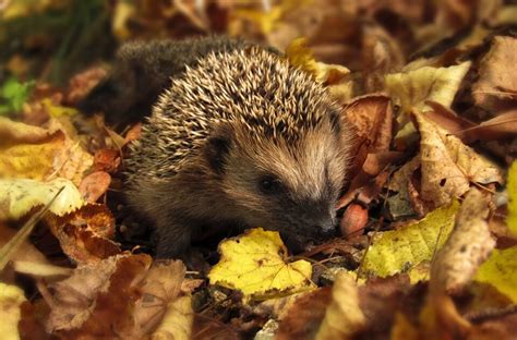 How To Help Prepare Hedgehogs for Winter - Gardening Tips, Advice and Inspiration