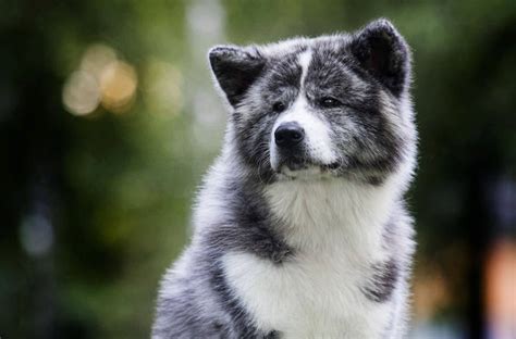 Buying American Akita Dog Breeds: How to Find Breeders - LA Progressive