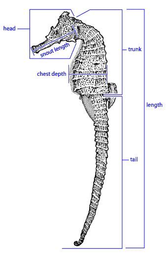 seahorse.org - Seahorse Anatomy | Seahorse, Anatomy, Animal facts