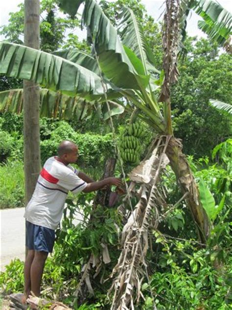 Chukka Caribbean Adventures - Montego Bay - Reviews of Chukka Caribbean Adventures - TripAdvisor