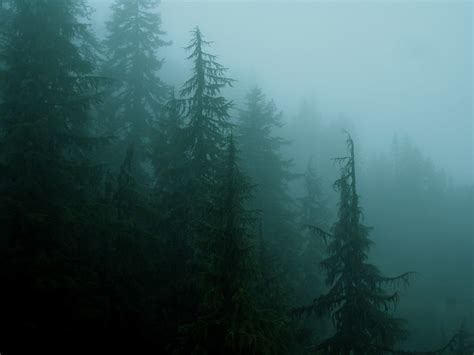 forest mist | Flickr - Photo Sharing!