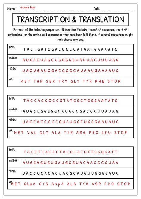 Transcription Translation Worksheet Answer Key | Transcription and translation, Learn biology ...