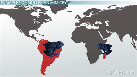 Mullerian Mimicry | Definition, Evolution & Examples - Lesson | Study.com