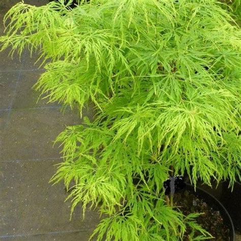 Green Lace Leaf Japanese Maple Tree Seeds ACER palmatum | Etsy