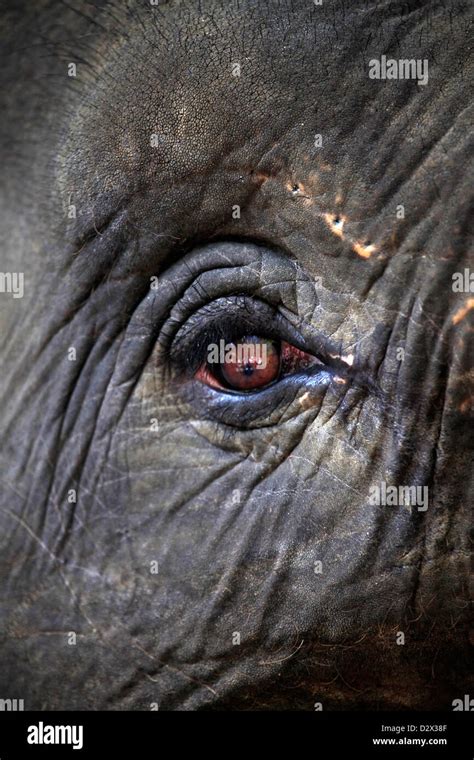 Eye of the elephant close up Stock Photo - Alamy