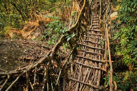 Living Root Bridges of Meghalaya on Behance