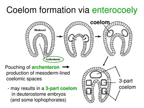 PPT - Deuterostomes PowerPoint Presentation - ID:3996313