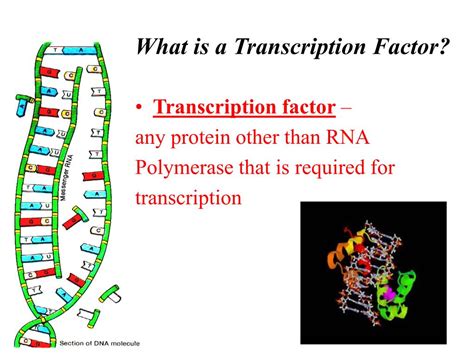 PPT - MYB Family Transcription Factors PowerPoint Presentation, free download - ID:4640482