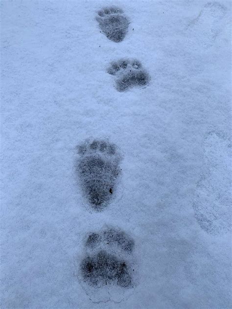 Bear Footprints In Snow