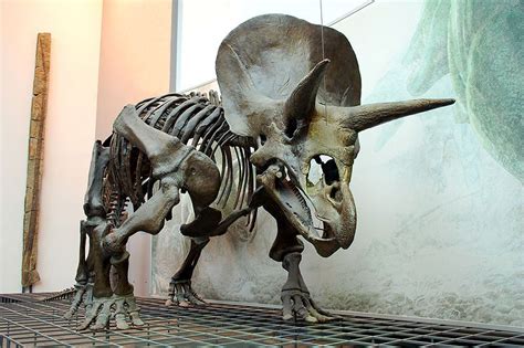 Triceratops skeleton /Senckenberg Museum, Frankfurt, Germany Dinosaur Skeleton, Dinosaur Art ...