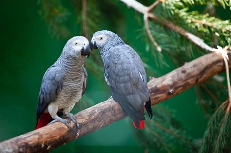 All You Need to Know About Taking Care of African Grey Parrots - Bird Eden