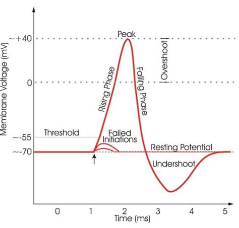 Refractory Period - The Definitive Guide | Biology Dictionary