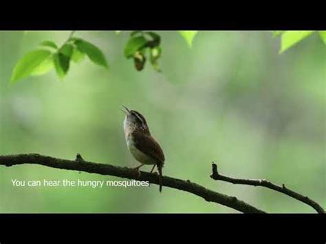 Carolina wren song - YouTube