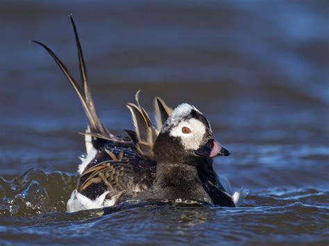 Long-tailed Duck (male) | BirdNote