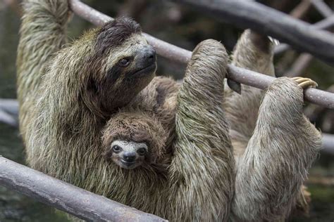 Panama's Swimming Pygmy Sloths Take to the Sea