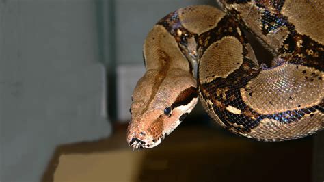 Red-tailed Boa Constrictor - Elmwood Park Zoo