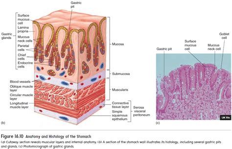 Stomach Cell Diagram