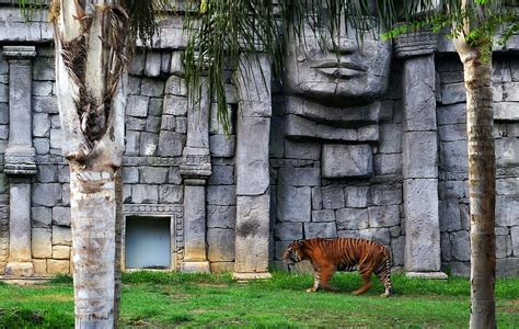 Fuengirola Zoo | Tiger in Fuengirola Zoo | conteurd | Flickr