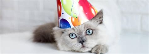 Celebrate Your Cat’s Birthday or Gotcha Day!