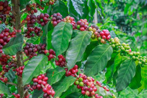 Beyond Arabica: Different Coffee Species • Roast and Reason