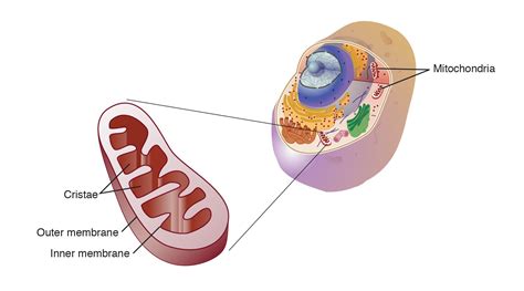 Mitochondria