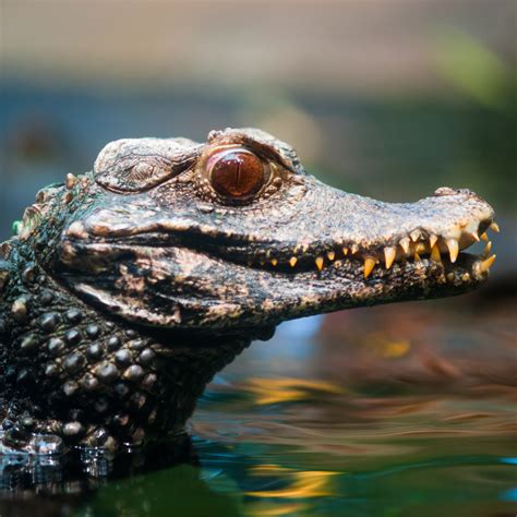 Cuvier's Dwarf Caiman (Paleosuchus palpebrosus) | about animals