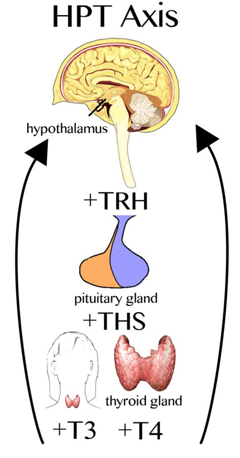 Hypothalamic — Pituitary — Thyroid Axis | Maitland Chiropractor – The Bolick Clinic of ...