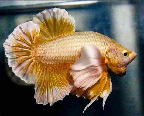 Pin de Cheri Fowler en Beautiful Bettas en 2024 | Betta, Pez betta