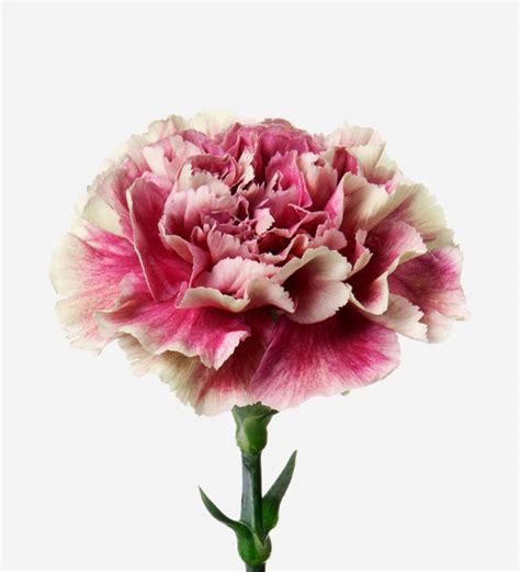 Antique Pink Carnation | Pink Carnations Bouquet | Certified B Corp ...