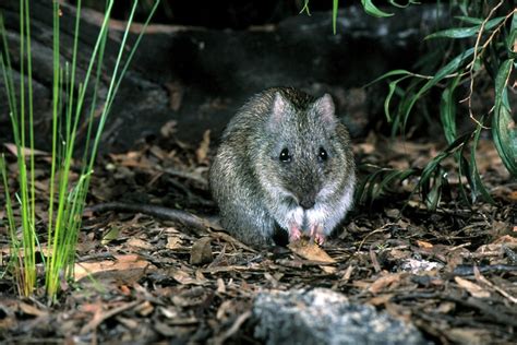 Endangered Gilbert's potoroo given helping hand by citizen scientists ...