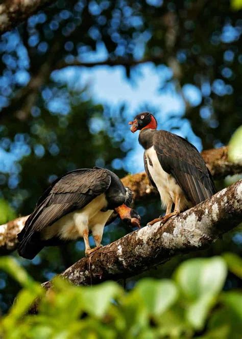 34 King Vulture Facts: World's Most Colorful Vulture (Sarcoramphus papa ...