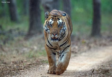 Incredible Compilation of Full 4K Tiger Images: Over 999+ Breathtaking Photos