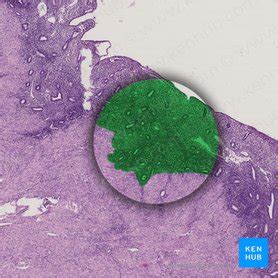 Endometrium: anatomy, structure and function. | Kenhub