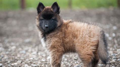 Belgian Tervuren - Price, Temperament, Life span