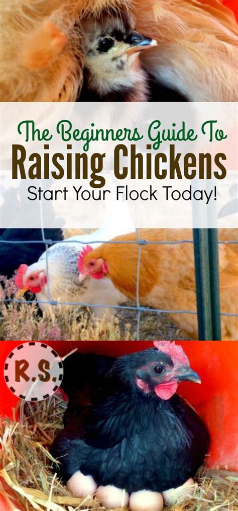 Raising Chickens: The Best Beginners Guide | Raising backyard chickens ...