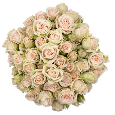 Ginger - Alma - Spray Roses